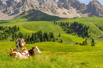 Wall Mural - Beautiful landscape with herd of cow on pasture