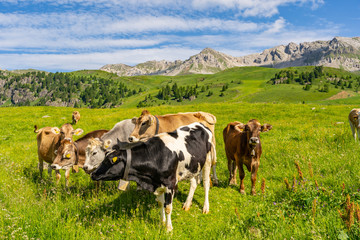Wall Mural - Beautiful Alps with cow on green field