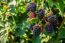 Blackberry On The Bush In The Farm Garden