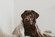 Dog cute portrait. Brown labrador retriever puppy with a blanket on pillow.	