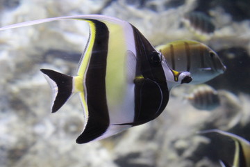 Fish striped angelfish in the clear water of the aquarium.