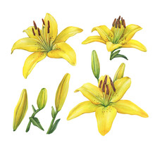 Set With Lilium Yellow Diamond Flower. Watercolor Hand Drawn Painting Illustration, Isolated On White Background.