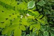 Robinia akacjowa o jasnozielonych liściach z kwiatem