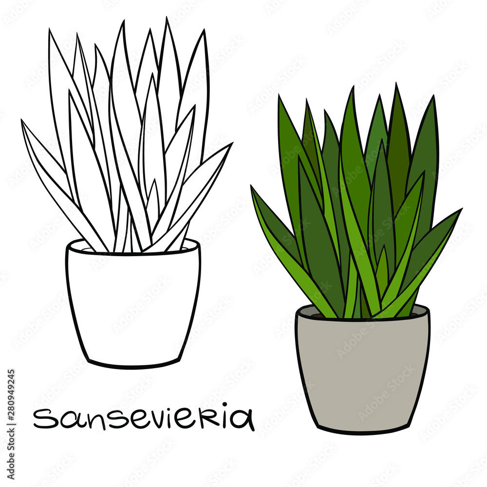 House plant in a planter. Vector outline illustration drawings of coloured  indoor plant in a flowerpot isolated on a white background with a  handwriting caption. Sansevieria, Snake Plant Stock Vector | Adobe