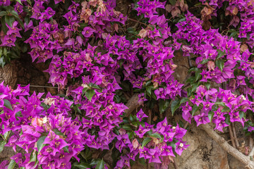 Poster - Coimbra (Portugal) - Bougainvilliers