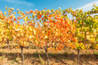 Landscape with autumn vineyards in region Alsace, France near village of Barr