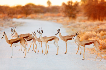 Poster - Springbok herd crossing road