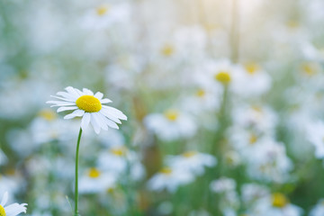 beautiful chamomile flowers, blurred sunny morning background, copy space, sunny morning