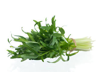 Canvas Print - Water spinach sprouts and Germination of spinach