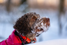 Beautiful Lagotto Romagnolo Dog Playing In The Snow In Winter, In The Forest