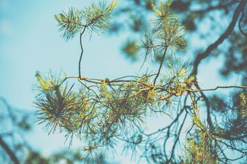 Pine branches against a blue sky. Nature background