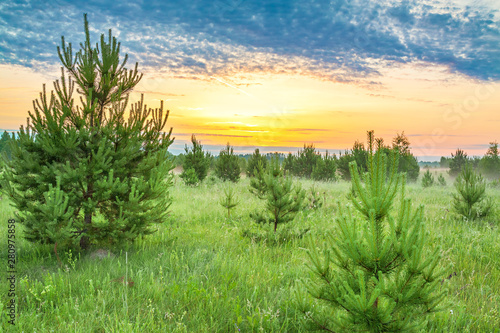 spring landscape with forest and meadow at sunrise