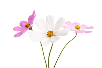 cosme flower isolated