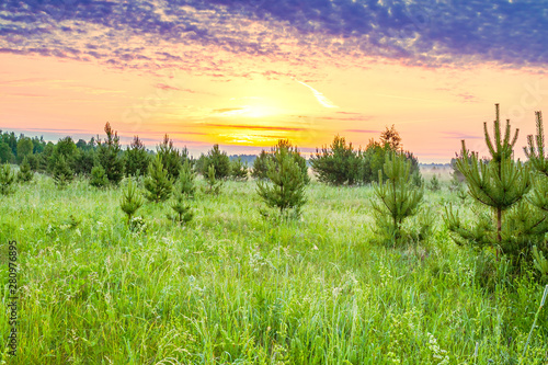 spring landscape with forest and meadow at sunrise
