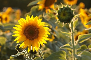Fotomurales - Sunflower - Helianthus annuus in the field at dusk