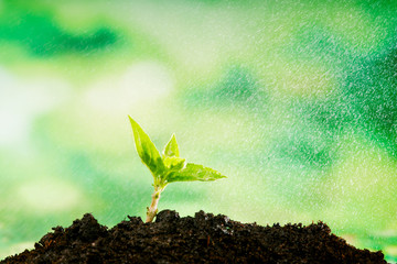 small seedlings growing in soil and water