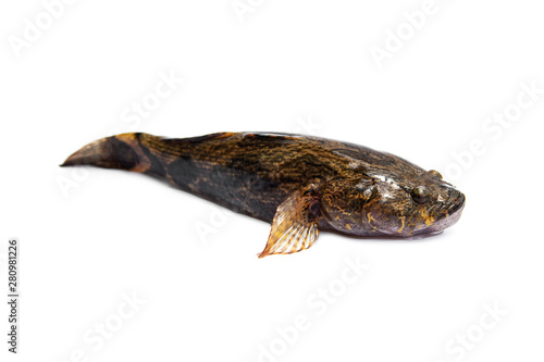 Cuadros en Lienzo Sleepy goby, Marbled sleeper ( Oxyeleotris marmorata ) is a kind of freshwater fish tropical