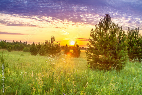 spring landscape with forest and meadow at sunrise