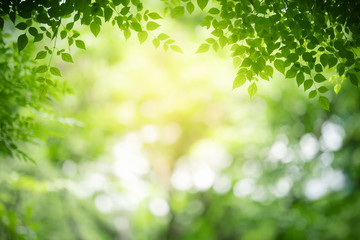 Nature of green leaf in garden at summer. Natural green leaves plants using as spring background cover page greenery environment ecology wallpaper