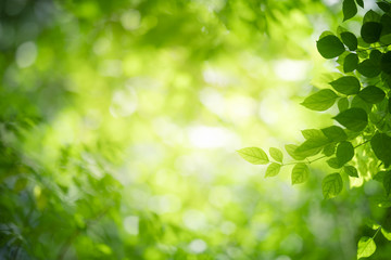 Poster - Nature of green leaf in garden at summer. Natural green leaves plants using as spring background cover page greenery environment ecology wallpaper