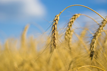 Wall Mural - Wheat in the field. Sunny day. A bountiful harvest