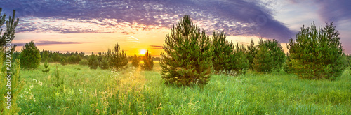 panorama spring landscape with forest and meadow at sunrise