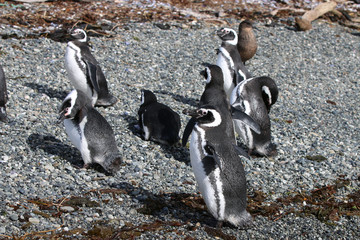 Wall Mural - Magellan Pinguin auf Tucker Island. Patagonien. Chile