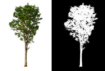 Poster - single tree with clipping path and alpha channel