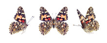 Set - Three Butterfly Spotted Multicolored In Brown And Red Tones, Painted Lady, Vanessa Kershawi, Isolated On White, Wingspan, In Flight.