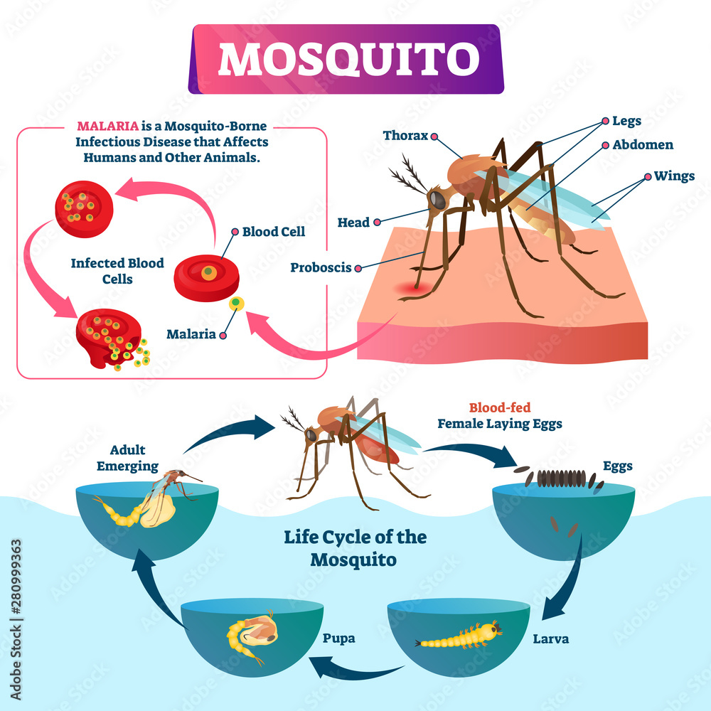 Mosquito Vector Illustration Labeled Insects Species With Malaria