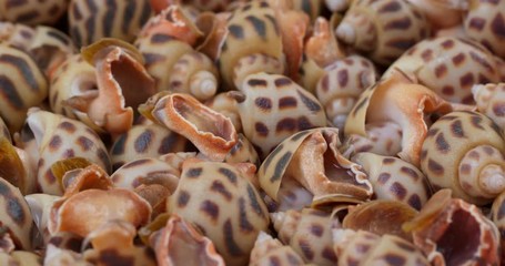 Canvas Print - Cooked sea snail in rotation