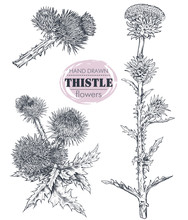 Vector Collection Of Hand Drawn Thistle Or Carduus Plant, Leaf, Bud And Flower