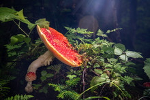 Bright Red Mushroom Amanita In The Summer Forest Surrounded By Green Grass