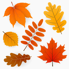 Wall Mural - autumn leaves or fall foliage collection. vector isolated set of maple, oak or birch and rowan tree 