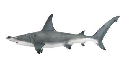 Wall Mural - Hammerhead Shark Isolated