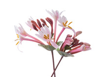 Pink Honeysuckle  Flowers