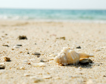 Seashell On The Beach