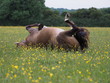 horse rolling in the field