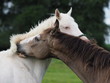 Horses grooming