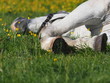 Horse lying in a field