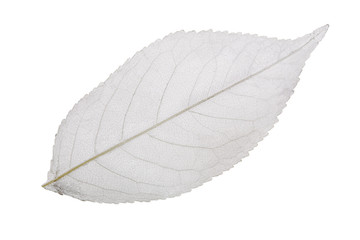 Wall Mural - grey cherry tree leaf skeleton on white