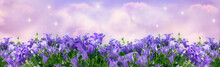 Wide Panoramic Banner With Fantasy Blooming Bluebells Campanula Flowers In Garden Against The Magical Sky With Spectacular Clouds And Shining Stars
