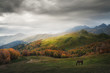 horse pasturing on a mountain pasture in autumn