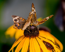 Two Common Buckeye Butterflies On A Black Eyed Susan 