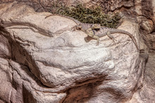 Two Lizards Standing Together On The Natural Rock 