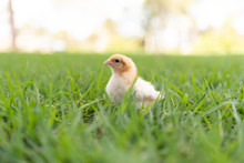 Yellow Chick In The Grass