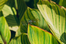 Dragonfly On A Striped Leaf