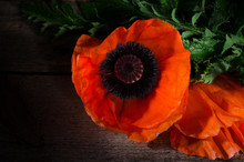Red Poppy Flower On A Dark Wooden Background. Red Flowers Photo With Selective Light.
