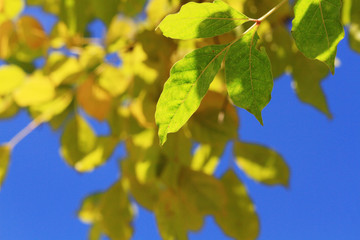 Beautiful bright green leaves branch with blue sky and sunlight in summer season