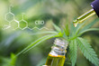 Leinwandbild Motiv  CBD  elements in Cannabis, Hemp oil, medical marijuana,  cannabinoids and health.